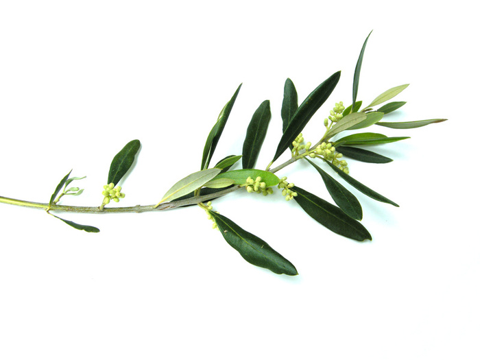 olive branch